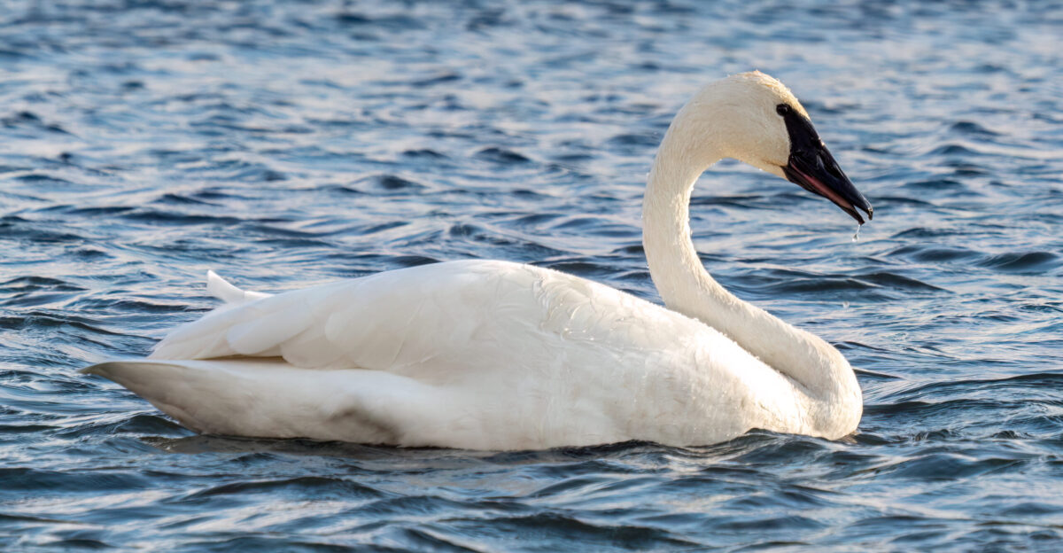 Trumpeter swan at Sunnyside Beach Toronto