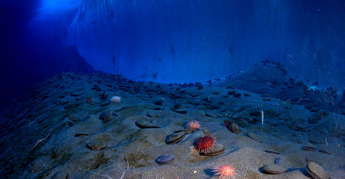 Image of an ice wall and the ocean floor adjacent to remote-controlled photographic equipment at Explorer s Cover New Harbor McMurdo Sound An underwater camera is connected by cable to onshore facilities which upload images to the Internet via radio signals main visible species the antarctic scallop Adamussium colbecki the common antarctic sea urchin Sterechinus neumayeri a stalk-like bush sponge Homaxinella balfourensis a brittlestar Ophionotus victoriae seaspiders Colossendeis sp