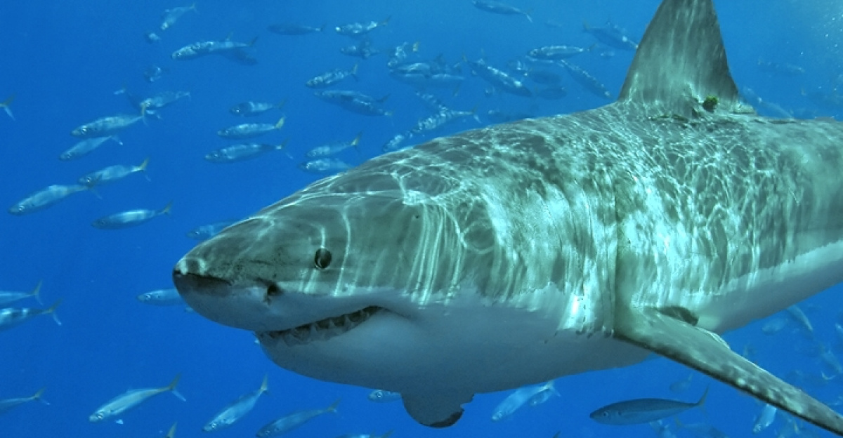 <a href="https://en.wikipedia.org/wiki/Great_white_shark" class="extiw" title="en:Great white shark">Great white shark</a> at Isla Guadalupe, Mexico, August 2006. Shot with Nikon D70s in Ikelite housing, in natural light. Animal estimated at 11-12 feet (3.3 to 3.6 m) in length, age unknown.
