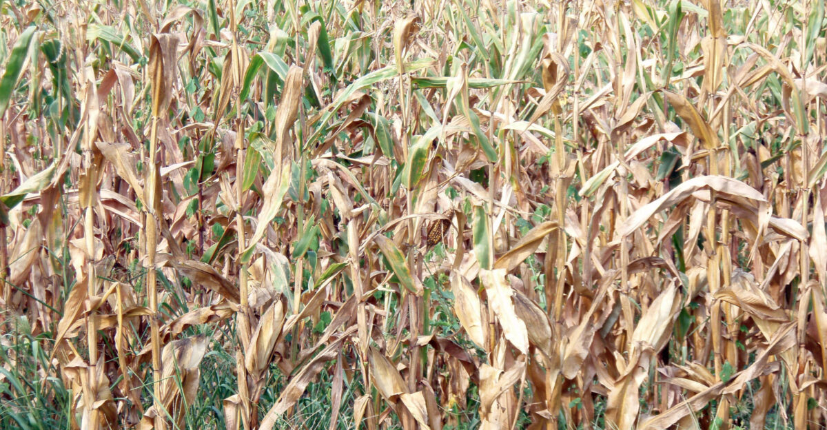 Withered corn during a drought Media Library Integration and
