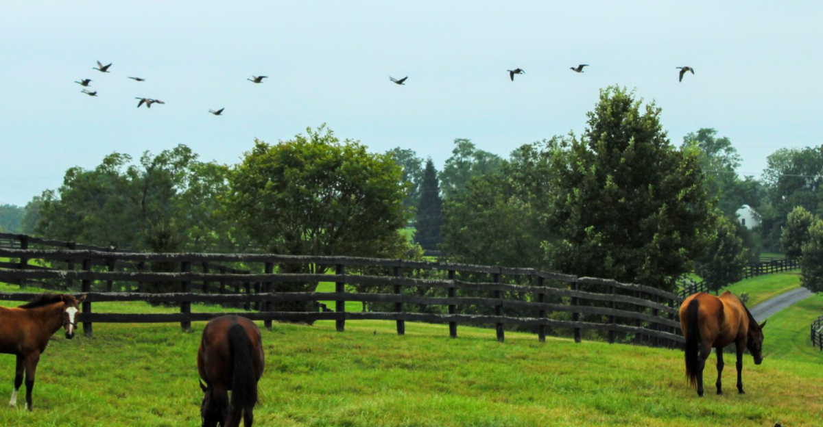 A horse farm in Lexington, Kentucky