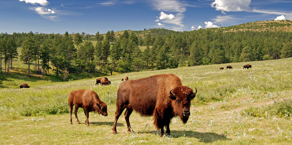 Bison Bison - Custer State Park SD USA