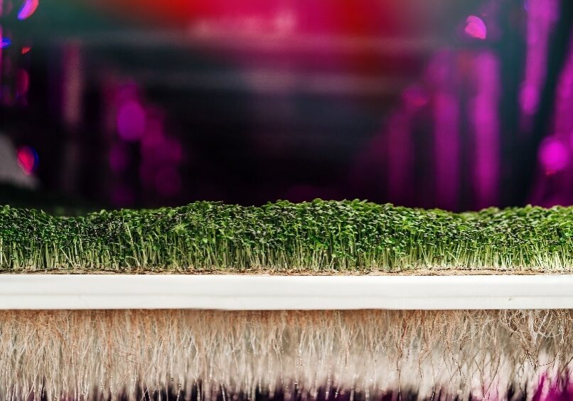 Aerofarms Microgreens