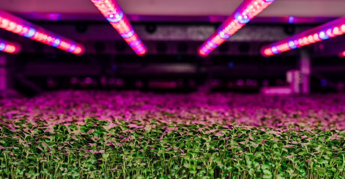 Taking root Controlled environment agriculture and vertical