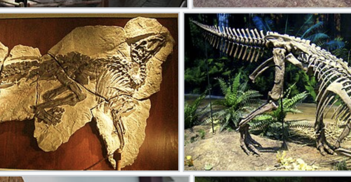 Six ankylopollexian ornithopods (top left to bottom right):  Shantungosaurus, Iguanodon, Tethyshadros, Uteodon (possibly Camptosaurus), Olorotitan, Gonpoquansaurus