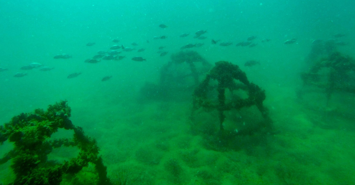 These are artificial coral reef pods used to rejuvenate the marine life off the coast of Cambodia that Reach Out Volunteers have placed. 
<p>They are made from recycled rebar. After the rust has been sanded off, a coat of epoxy and sand it used to cover the metal. This allows the coral polyps to attach themselves to the coral pods. 
</p>
in a three year period leading up to 2015 over 300 coral pods have been deployed. This number will continue to grow in the years to come. After an 18 month period some pods have hard coral forming.