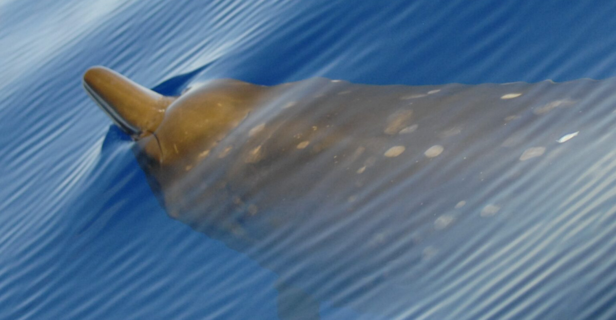 Blainville's beaked whale (Mesoplodon densirostris).