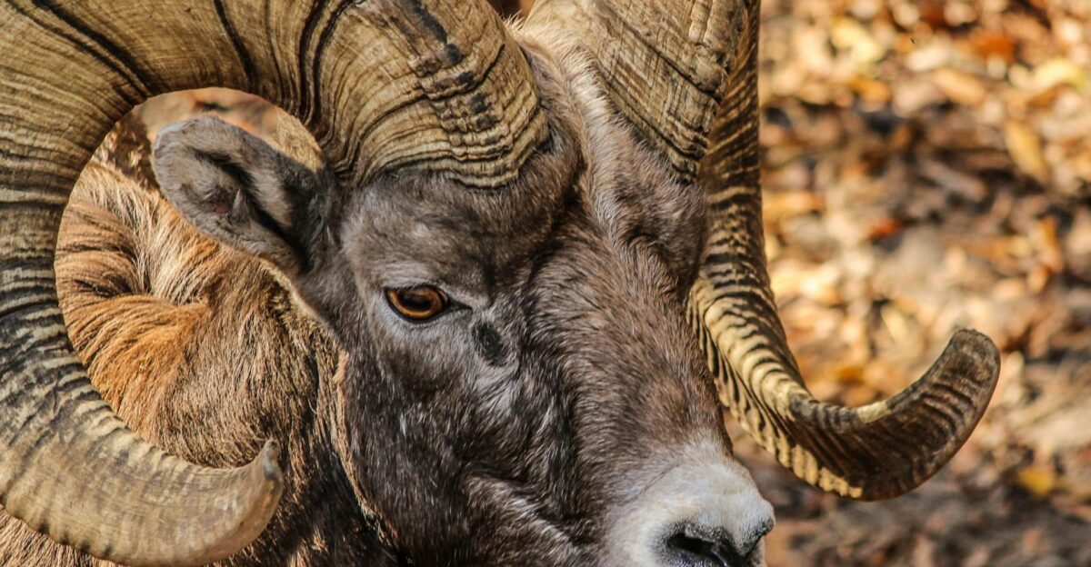 Detailed close-up of a Rocky Mountain Bighorn Sheep showcasing its majestic horns in a natural setting