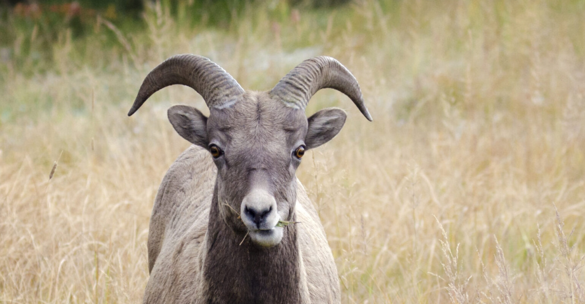 Bighorn Sheep in autumn Kananaskis country, Alberta, Canada
