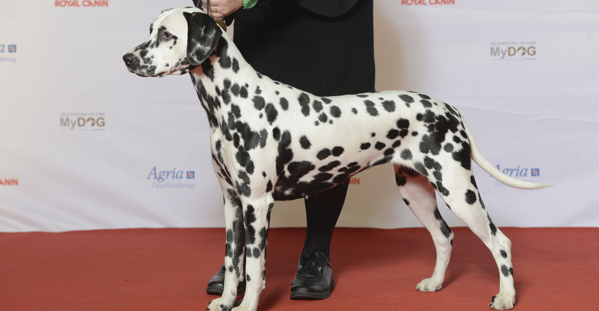 BIR Grupp 6 DALMATINER DK UCH SE UCH Mellanm llan Honey Pie MyDOG Nordens st rsta hundevenemang