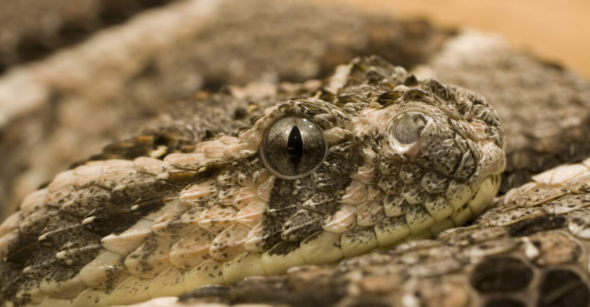 Puff adder Bitis arietans head Darmstadt Vivarium Darmstadt Germany