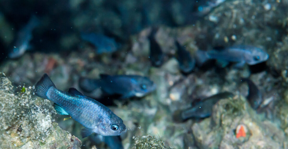 Numerous blue w Devils Hole pupfish with one in particular in focus and the rest blurred Given the blue color of these fish it is likely that they are male