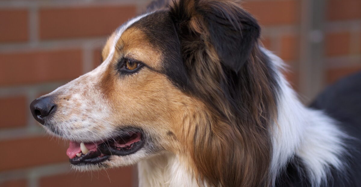 Face of a tri-coloured Border Collie male age 7 years