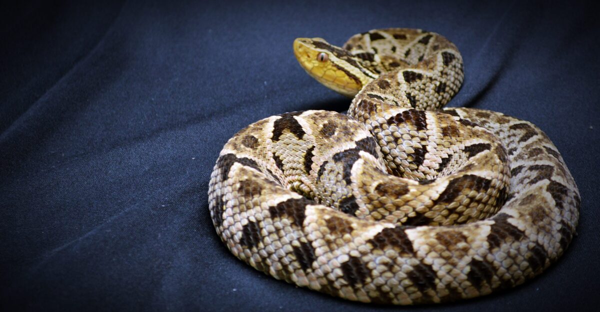 File Bothrops asper Fer-de-Lance Viper Ecuador - Robert