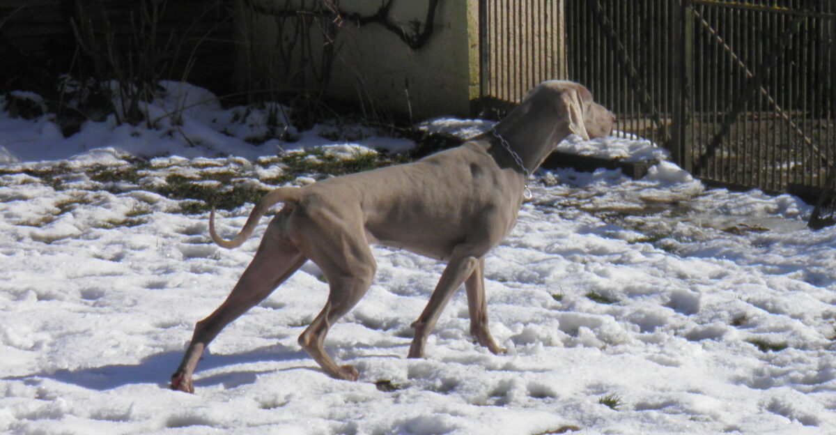 Braque de Weimar femelle Poil court