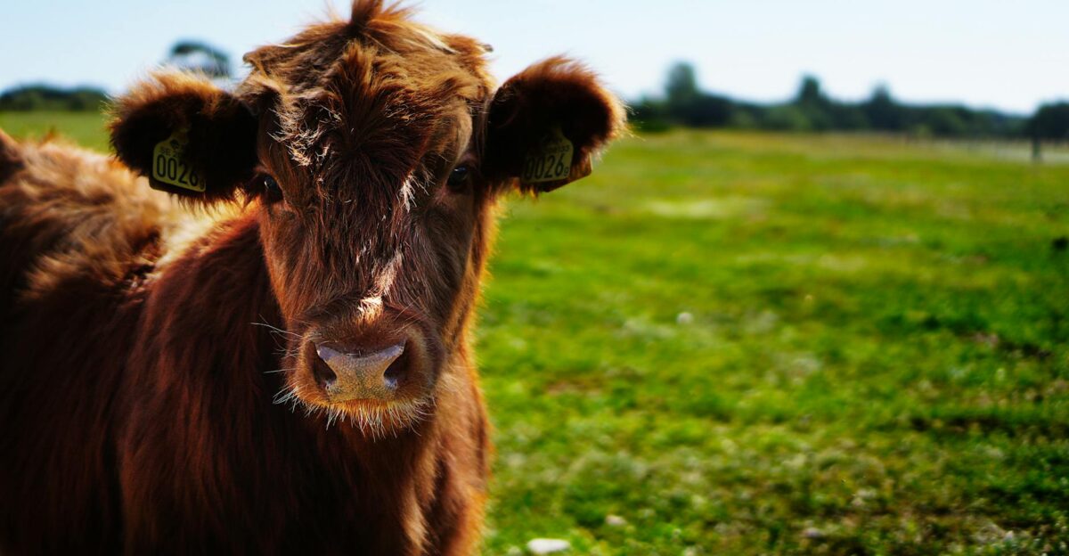 A young brown cow standing in a green pasture on a sunny summer day