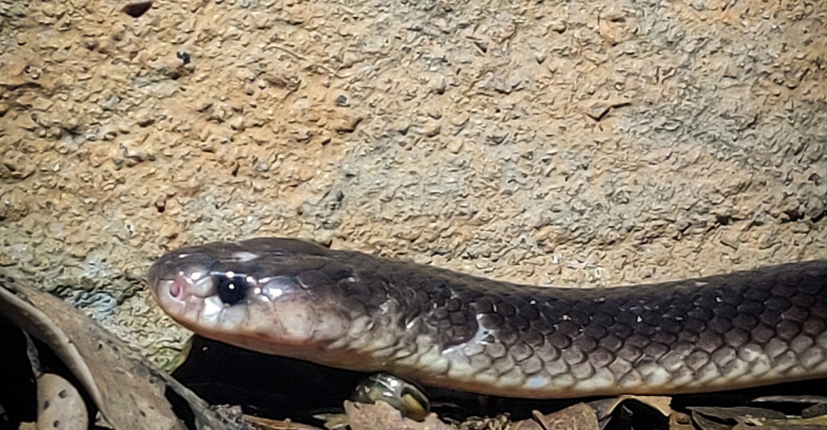 Common Krait Bungarus caeruleus