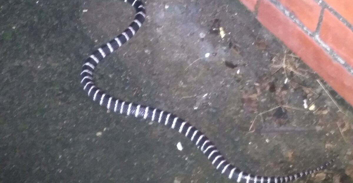 Many-banded Krait Bungarus multicinctus