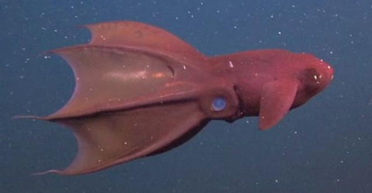 Vampire Squid Turns Inside Out National Geographic