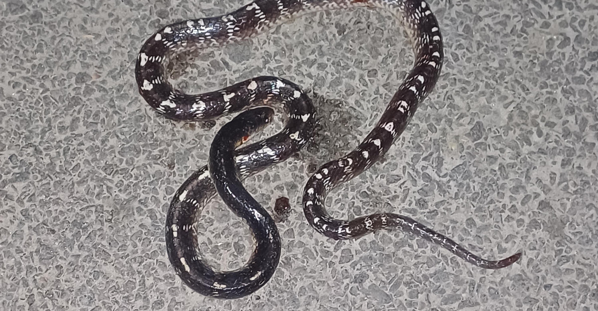 Common krait or indian wolf snake Uttar Pradesh India r