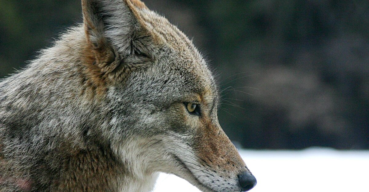 A coyote in Yosemite National Park California USA