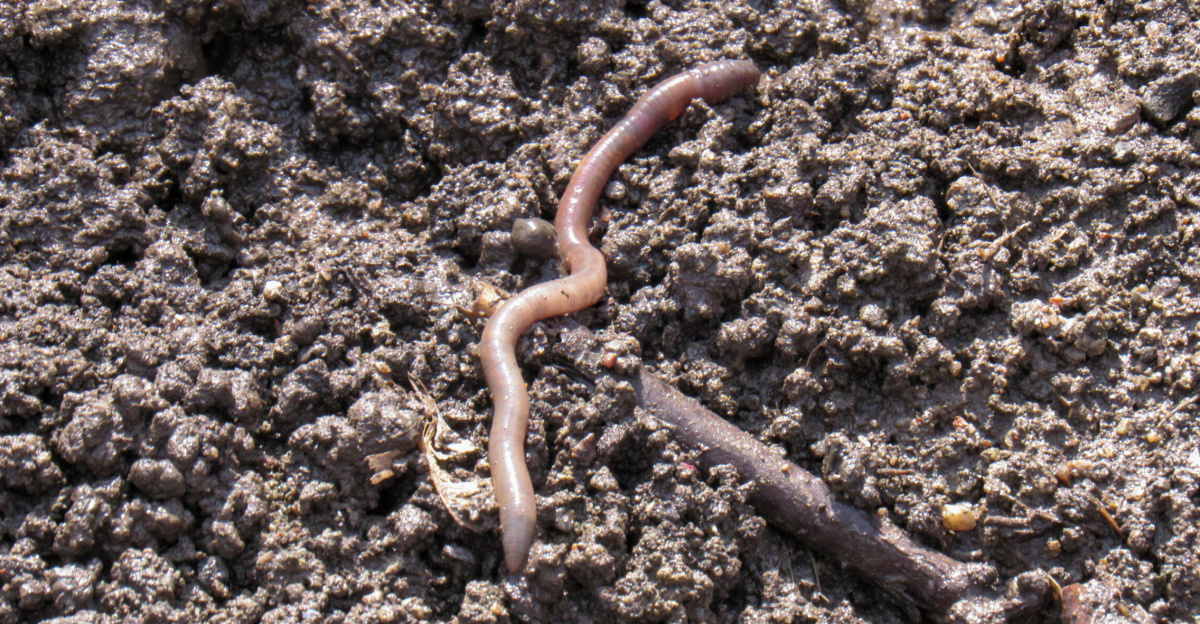 Earthworm in the Baum Grove. Almaty, Kazakhstan.