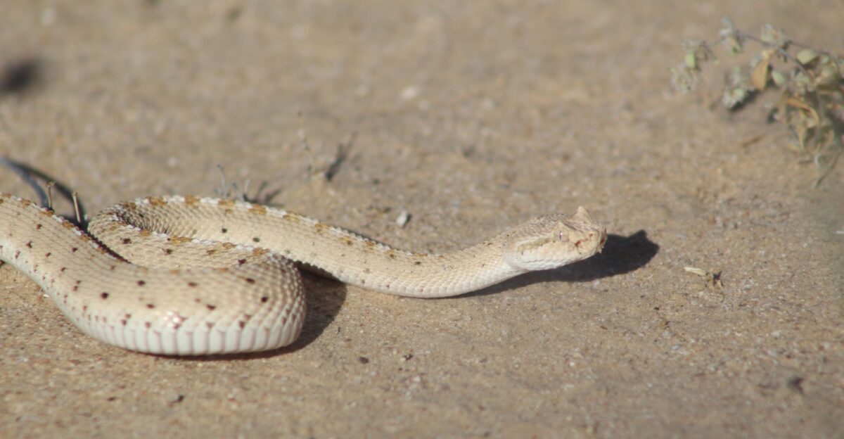 Crotalus cerastes in Sonora Mexico