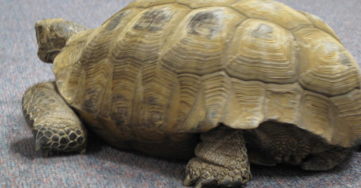 Crush the desert tortoise