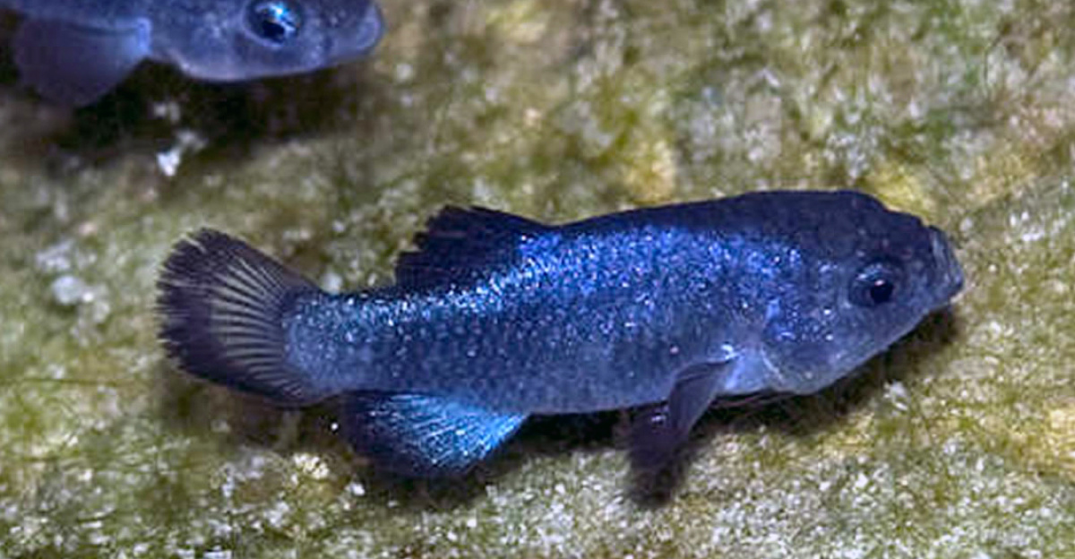 Two male specimen of the <b>Devils Hole Pupfish</b> (<i>Cyprinodon diabolis</i>) photographed in the Devil's Hole, Nevada