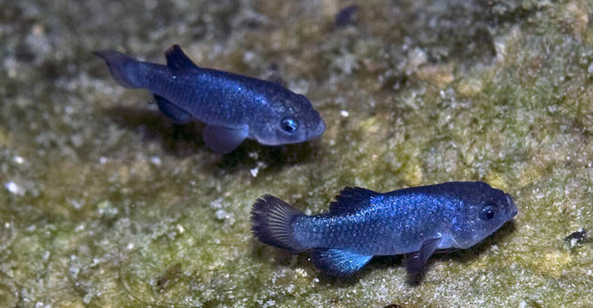Two male specimen of the Devils Hole Pupfish Cyprinodon diabolis photographed in the Devil s Hole Nevada