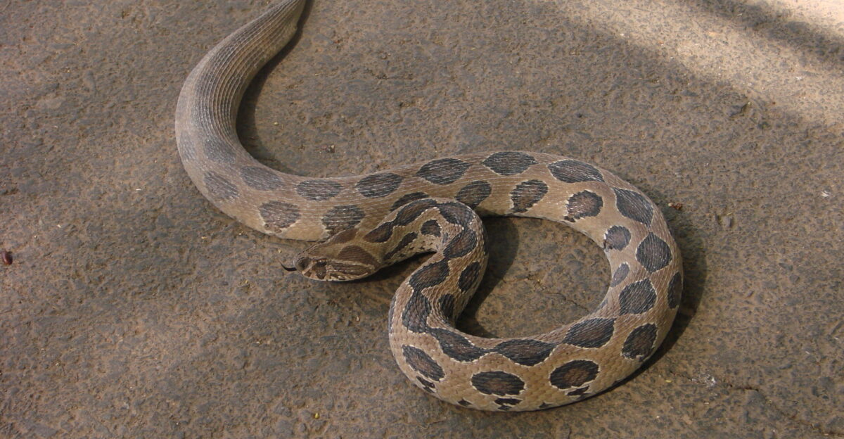 Daboia russelii Russel s Viper in the CME Dapodi campus Photographed by Abhinav Chawla self