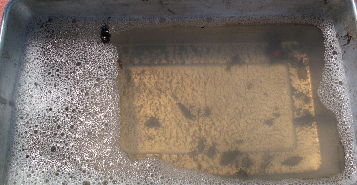 Dead squash bugs (Anasa tristis): nymphs and adults. Hand-picked from summer squash plants, tossed into a pan of water with a squirt of dish soap.  From a garden in Los Angeles, California.