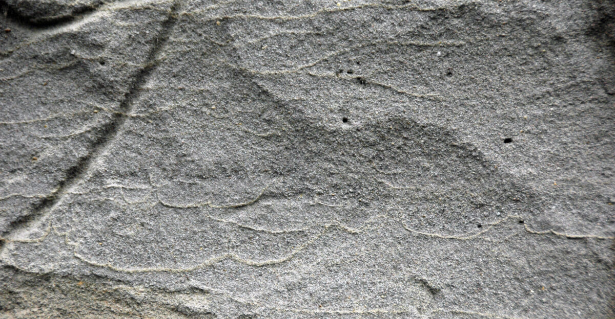 Lahar with dish structures in the Holocene of Oregon Lahars are simplistically defined as volcanic mudflows - volcanic ash mixed with water derived from melted snow or rain In reality lahars are not restricted to fine-grained sediments suspended in water Lahars are flood events that can include relatively little gravel or an abundance of gravel - sometimes very coarse-grained A lahar can be a debris flow with about two-thirds sediments and one-third water Debris flows are so sediment-concentrated that boulders are suspended and stay at the top when the flow stops - debris flows have large rocks at the surface This type of lahar is like wet concrete in consistency - it has a high viscosity Once moving such flows become sheared and end up moving quickly more quickly than water A lahar can be more dilute than debris flows Hyperconcentrated flows have abundant fine-grained sediments held in suspension by turbulence The sediment volume of hyperconcentrated flows varies - they can be clay-rich or sand-rich with 10 solids and 90 water to a 50-50 mix Such flows can also have large clasts but when actively flowing any large rocks will appear occasionally at the surface then disappear below Traditionally a flow with less than 50 gravel is called a mudflow The deposit seen here is a Holocene-aged lahar in northwestern Oregon that is sourced to the Mt Hood Volcano The sediments are coarse-grained sand with lighter-colored finer-grained partings of silt and fine-grained sand The exposure dates to about 1 500 years ago during Mt Hood s Timberline eruptive phase Three lahars are present at this site ranging in age from about 300 to 600 A D Notice that the lighter-grained partings in the outcrop are not horizontal They have been disrupted by intergranular water moving upward not long after deposition Such concave-upward dewatering features are called dish structures Locality streamcut upstream from the Sandy River Delta western side of the Sandy River next to Harlow Road south of the Columbia River north of Interstate 84 eastern side of the Portland urban area northwestern Oregon USA