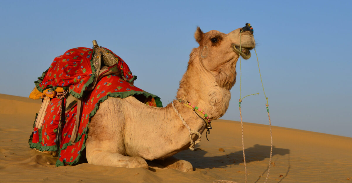 Dromedary Camelus dromedarius in Desert Thar India