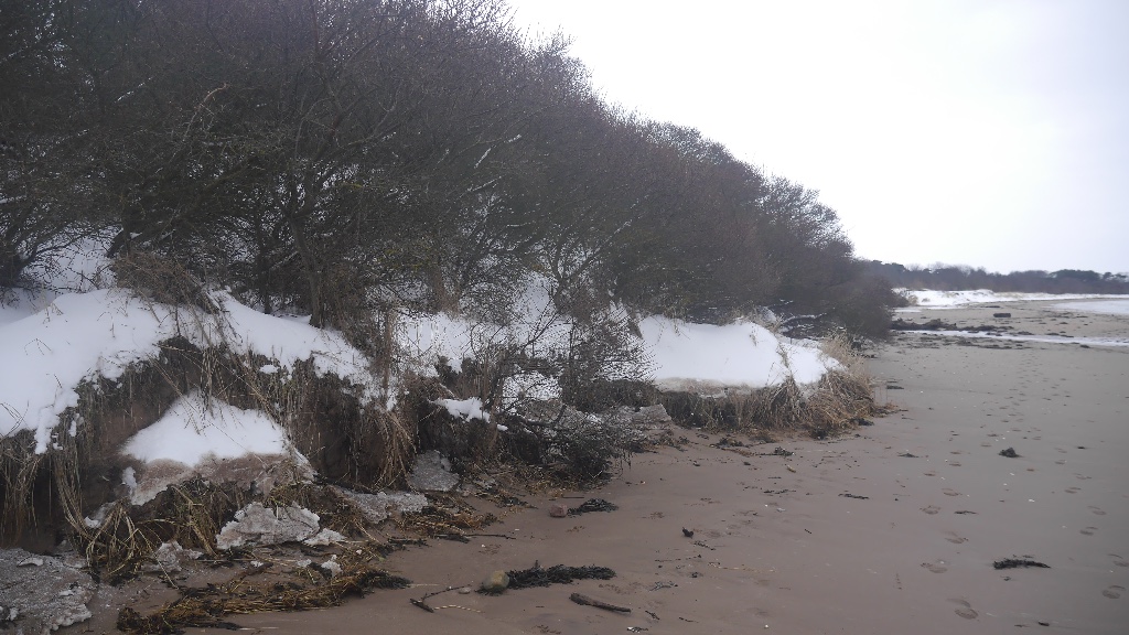 Dune erosion after a small tidal surge
