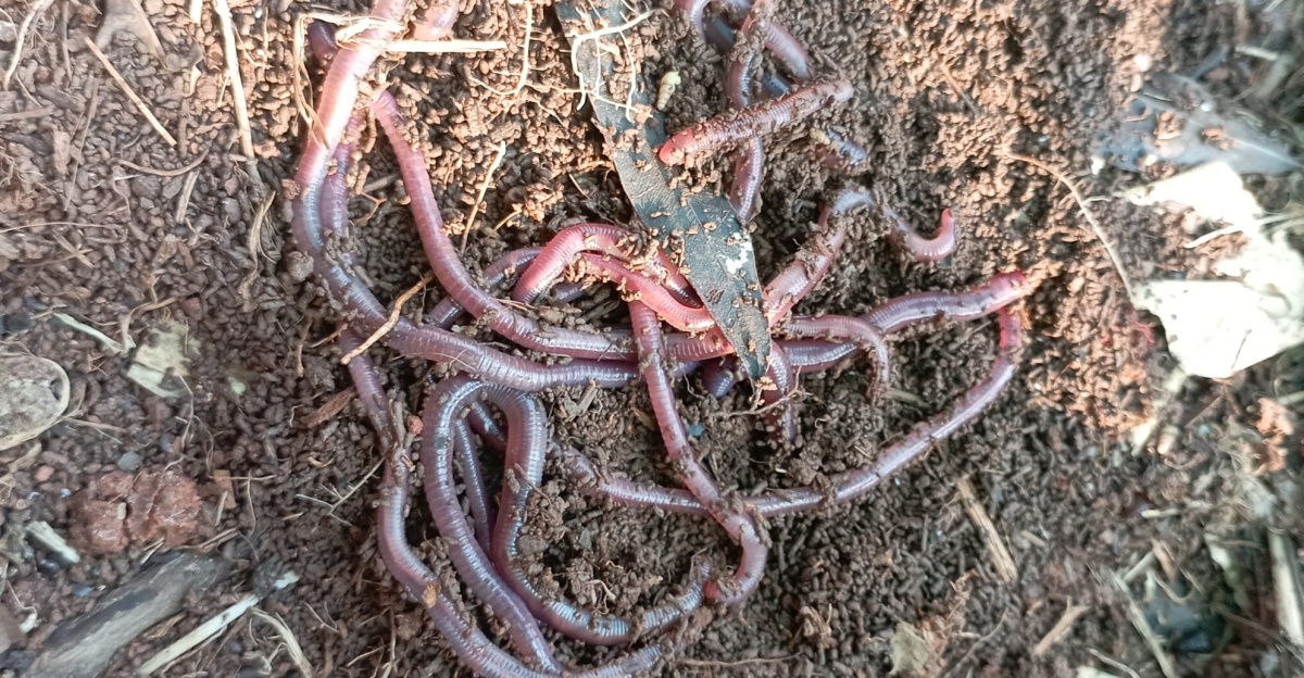 earthworm in gardening pot