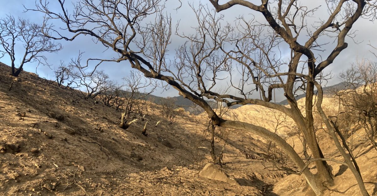 Eaton Fire burn scar near Chaney Trail in Altadena California approximately 4 5 weeks from the fire This photo was taken just prior to a large storm with only two relatively small storms occurring sine the fire leaving the landscape basically unchanged since it burned Larger burnt shrubs are largely Toyon with the only plants appearing to have survived in any fashion being the chaparral yuccas which showed a few green leaves buried within the burned out sheaths If resprouting from burls is going to happen in this area it hadn t happened yet when the photo was taken and annuals were only just starting to sprout barely noticeable