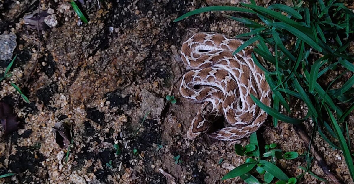 Saw-scaled Viper Echis carinatus