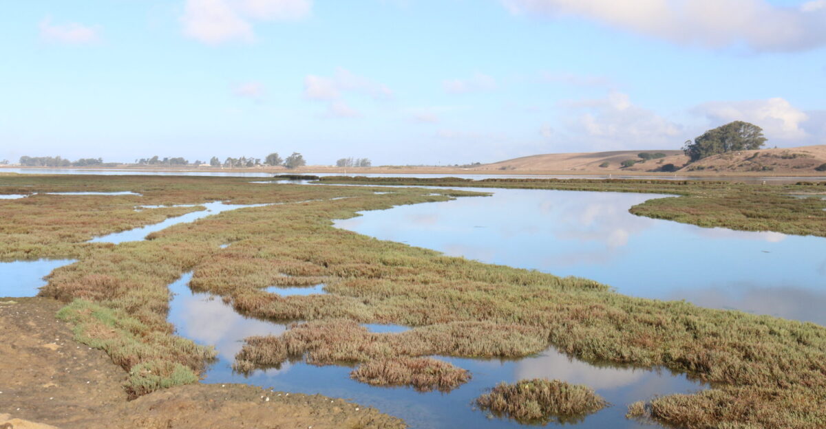 MOSS LANDING CA - Elkhorn Slough joins 38 other wetland sites in the United States - including the San Francisco Bay estuary - and more than 2 330 sites worldwide in a network of globally important wetlands designated under the world s oldest international environmental treaty The Convention was signed in Ramsar Iran in 1971 and almost 90 percent of U N member states have since adopted the treaty To be designated as part of the Ramsar Convention on Wetlands of International Importance a wetland site must fulfill at least one of nine criteria including hosting more than 20 000 shorebirds at a time serving as fish nursery habitat and supporting threatened species Elkhorn Slough met all nine criteria The designation was approved by the U S Department of State and the U S Fish and Wildlife Service this year The Elkhorn Slough is a seasonal estuary rich with intertidal marshes mudflats eelgrass beds and oyster communities that nourish wildlife More than 340 species of birds 100 species of fish including bat rays and leopard sharks and more than 500 species of invertebrates have been documented in the watershed Its distinctive estuarine communities are among the rarest and most threatened habitats in California and are home to more than 140 Southern sea otters that feed rest and raise their pups in these wetlands Photo by Hazel Rodriguez USFWS