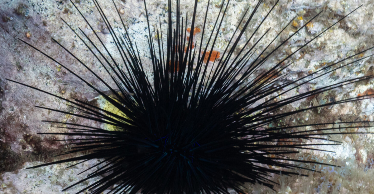 Lime urchin (<i>Diadema antillarum</i>), Madeira, Portugal