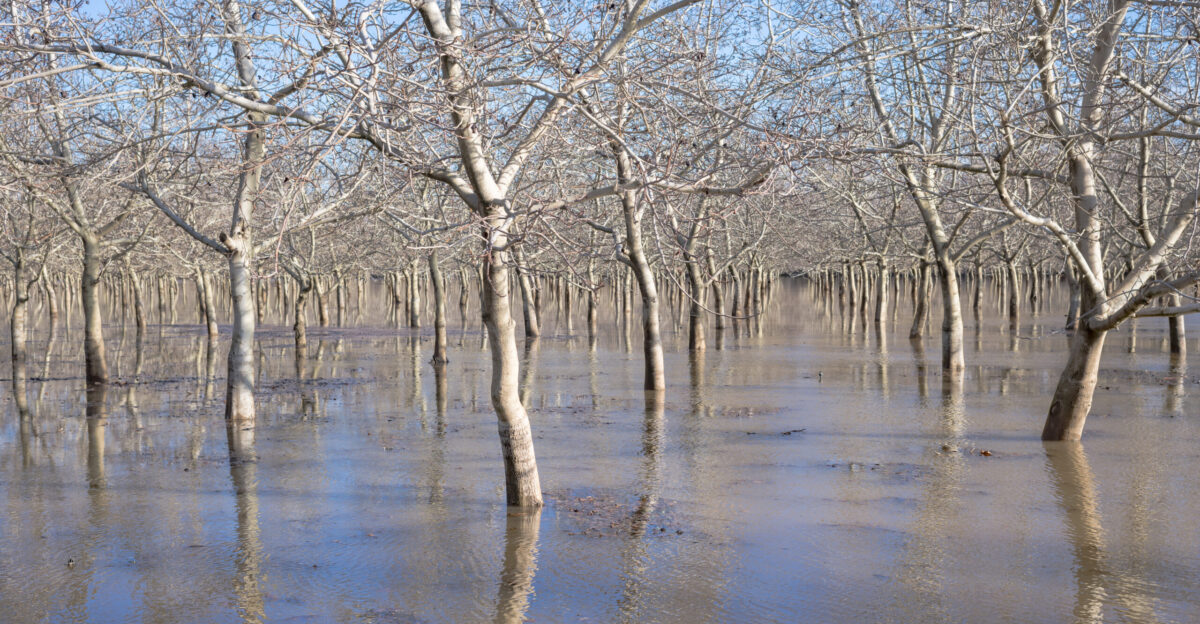 A walnut orchard along West Sacramento Avenue southwest of Chico in Butte County on January 8 2023 The area close to the Sacramento River was flooded after several atmospheric rivers hit California in early 2023