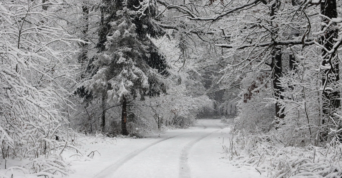 Forest road between Desenka railway station and the settlement of Slavne. Ukraine, Vinnytsia district, Vinnytsia region