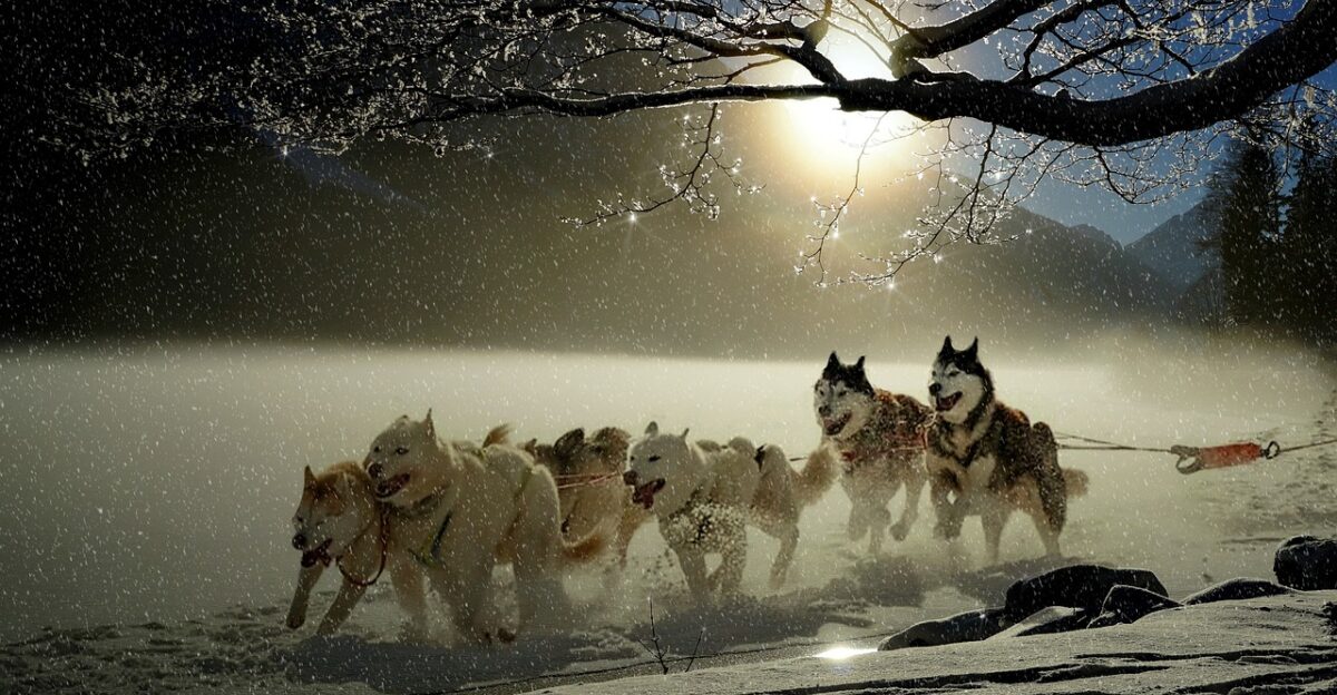 dogs huskies animal dog racing winter winter landscape snowy sled dog race fun snow active landscape snow landscape covered in snow white run nature sleigh ride running sun sunlight snowflakes glitter dog sport team dog sled wilderness north team team team team team dog sled