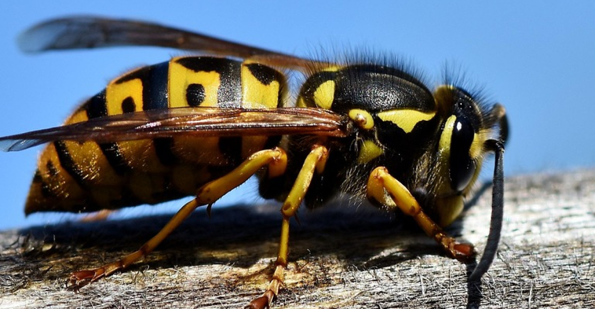 hornet, insect, wasp, sting, animal, macro, prickly, close up, wing, nature, garden, hornet, wasp, wasp, wasp, wasp, wasp
