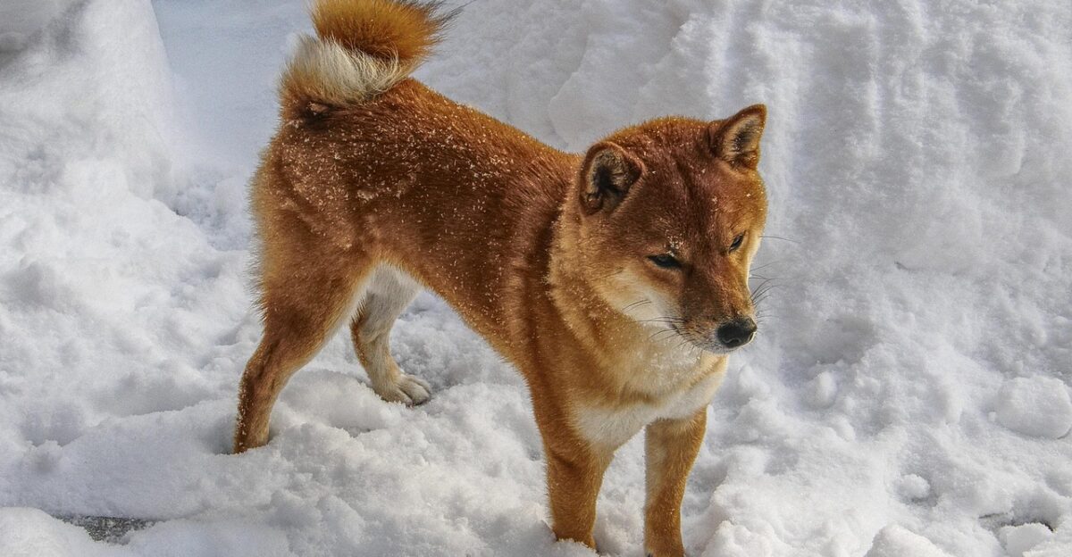 shiba shiba inu shiba in the snow winter dog in the snow nature dog in the winter animal domestic animal pet dog