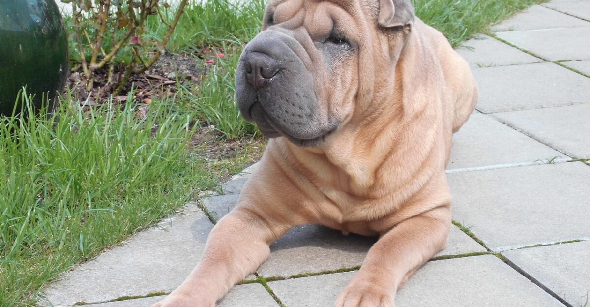 dog fold dog shar pei chinese breed shar pei shar pei shar pei shar pei shar pei