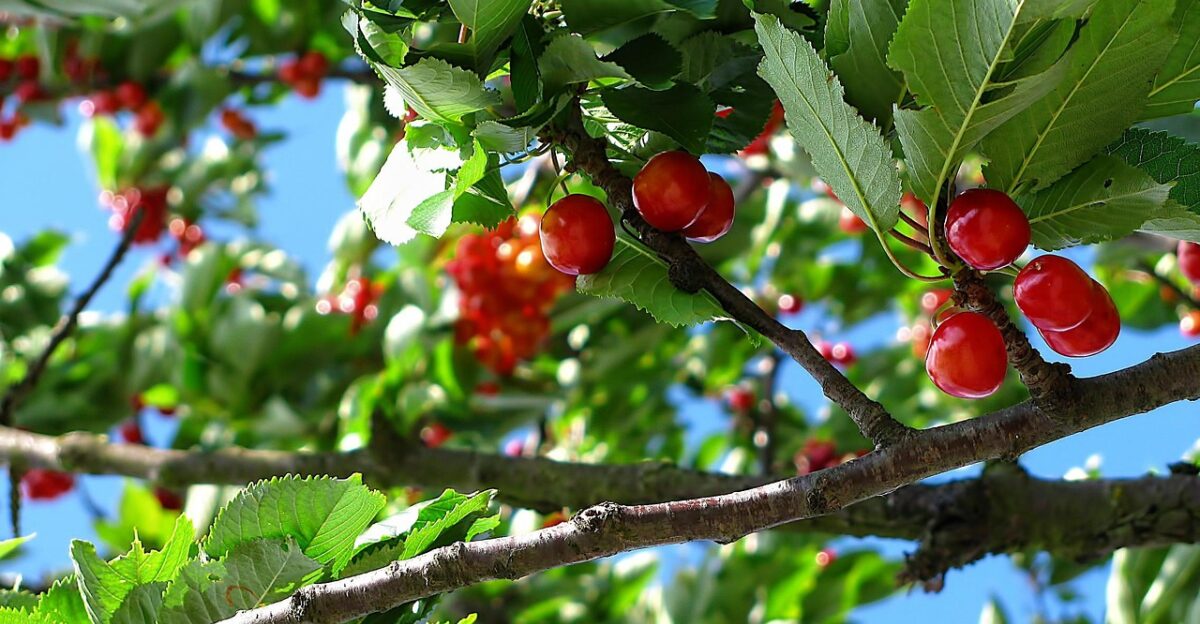 cherry fruit tree branch plant flora nature orchard closeup cherry cherry cherry cherry cherry orchard orchard
