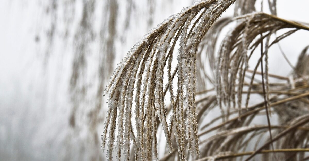 grass reeds frost winter ice icy cold nature