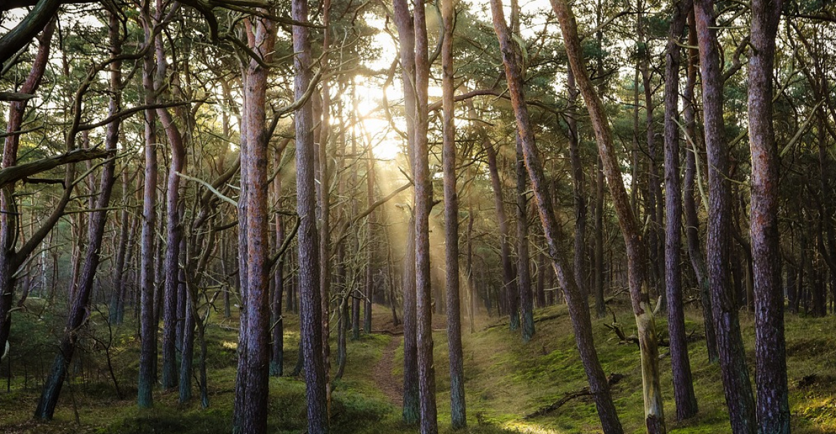 forest, nature, sun, sunbeams, idyllic, pine forest, woods, wilderness, forest, forest, forest, forest, forest, pine forest