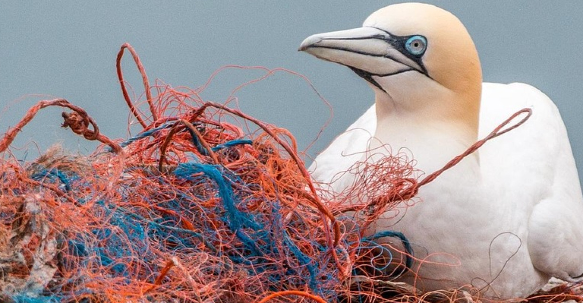 safety net, spirit network, plastic waste, marine pollution, environmental pollution, plastic, danger, bird die, sea birds, rock breeder, nesting material, helgoland, pollution, littering, web, fishing net, plastic waste, plastic, plastic, pollution, pollution, pollution, pollution, pollution